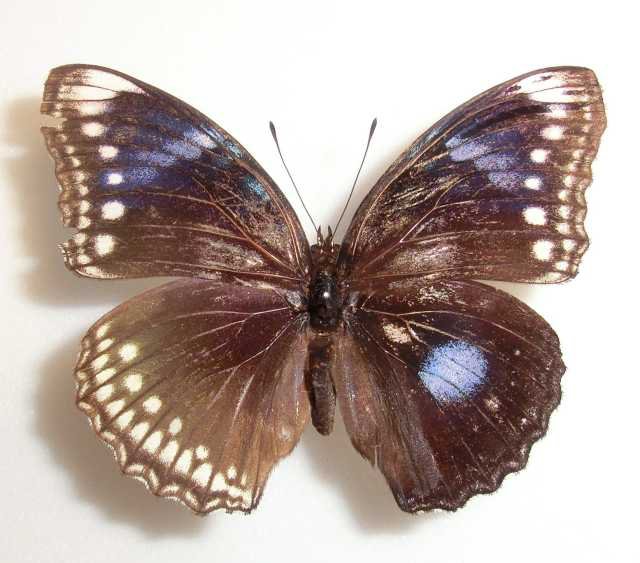 Hypolimnas Gynandromorph 01 (Internet Image property of respective owner, non-commercial use only)